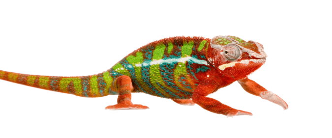 Chamäleon.png