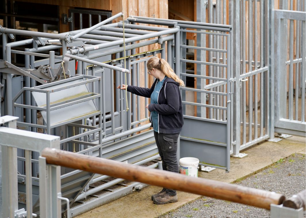 Feuerverzinkte Sicherheitsbox im Wildtierpark Kellerwald-Edersee zur Untersuchung und Behandlung der Wisente