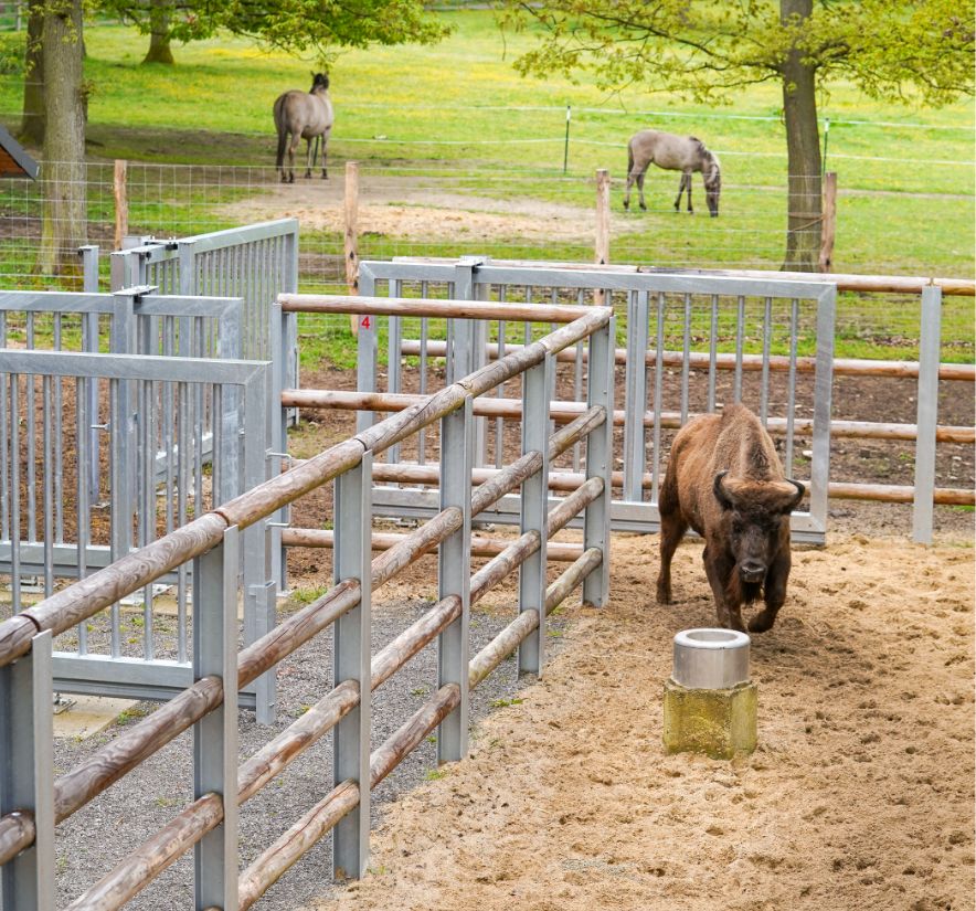 Feuerverzinkte Boxen, Fressplätze und Gänge um die Sicherheitsbox im Wildtierpark Kellerwald-Edersee