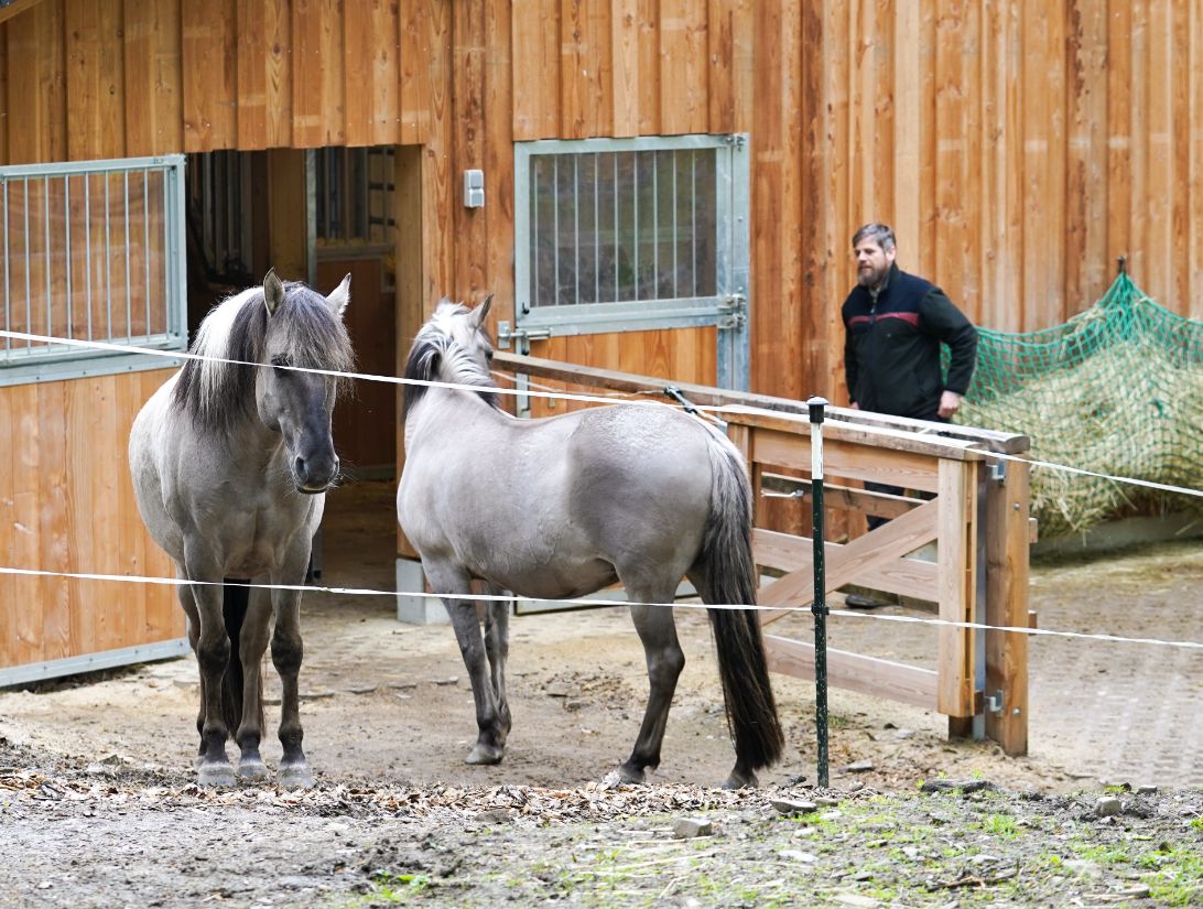Feuerverzinkte Zäune für die Sorraia-Pferde im Wildtierpark Kellerwald-Edersee