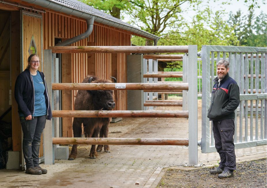 Naturparkleiter Tobias Rönitz überprüft das Wohl der Wisente im Wildtierpark Kellerwald-Edersee